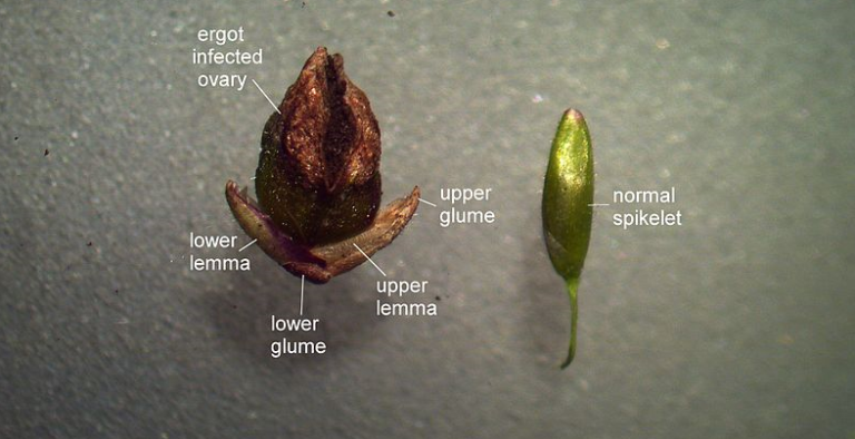 LSD now: How the psychedelic renaissance changed acid – ECFES